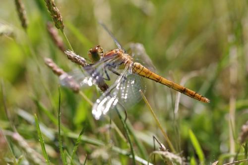 Sympetrum striolatum